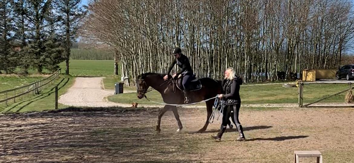 Dansk Varmblod Ups II (Uffe) billede 14