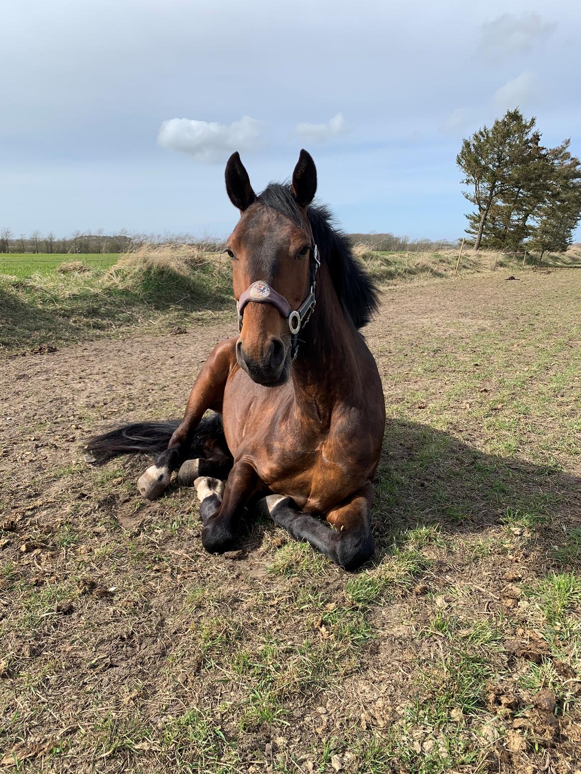 Dansk Varmblod Ups II (Uffe) billede 11