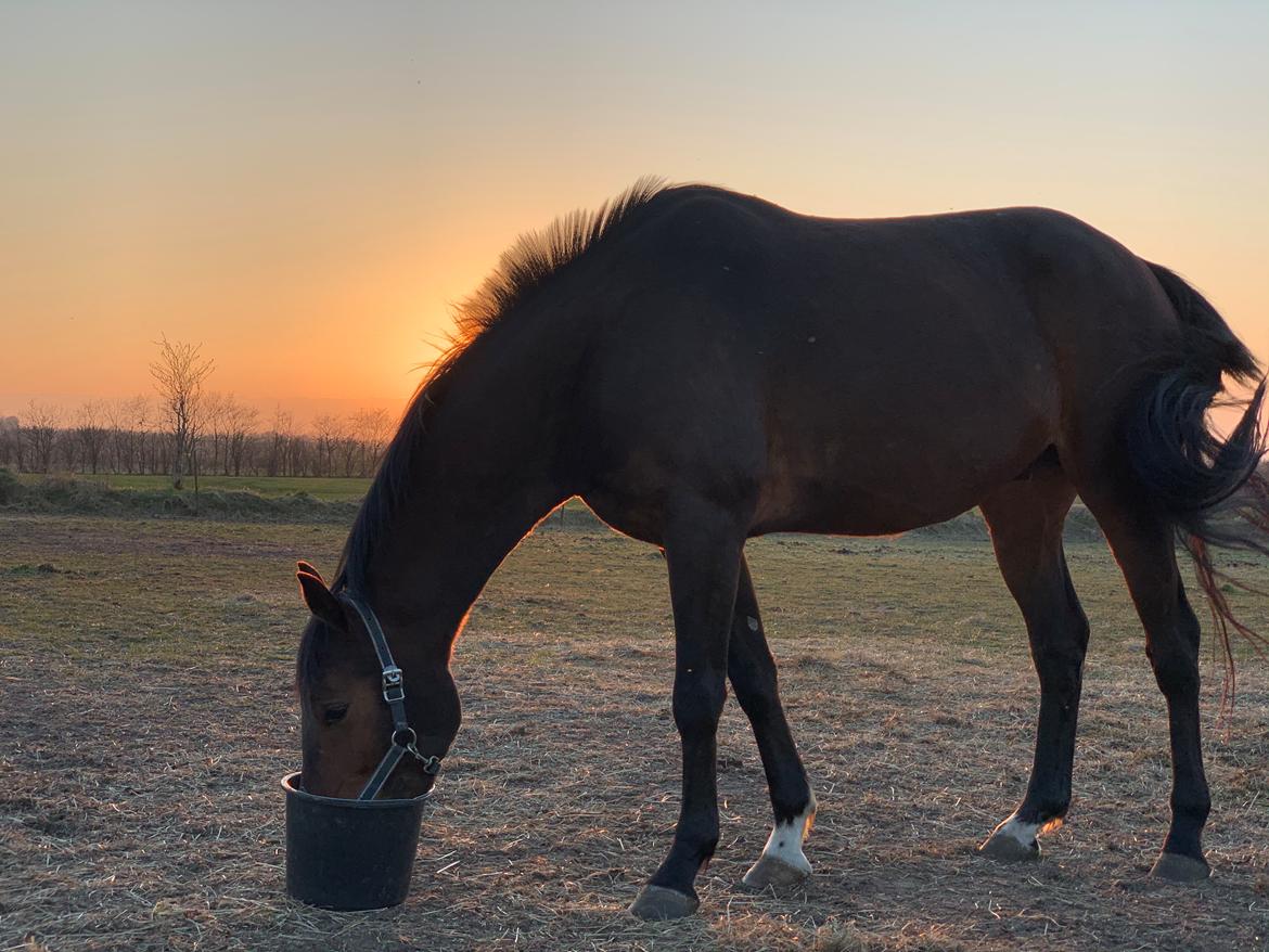 Dansk Varmblod Ups II (Uffe) billede 15