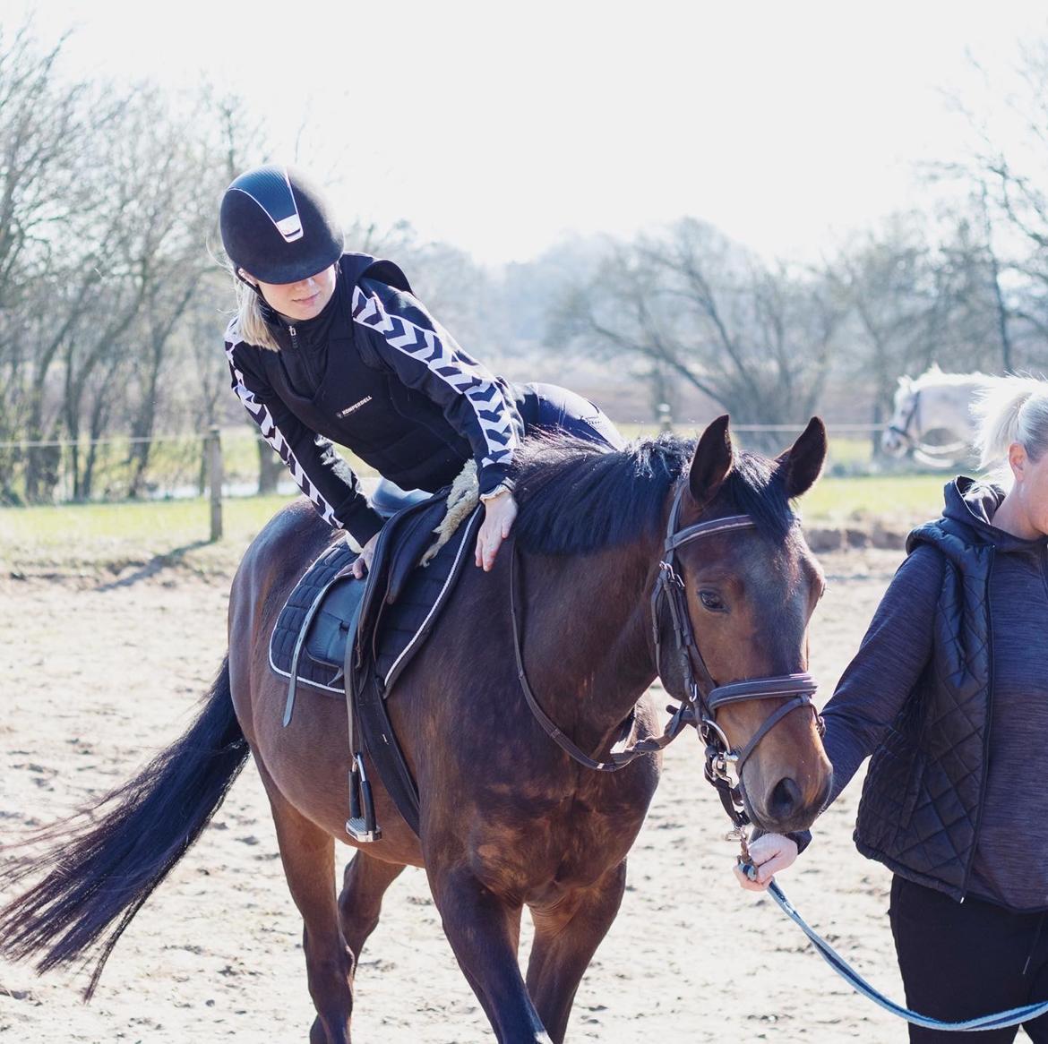 Dansk Varmblod Ups II (Uffe) billede 16