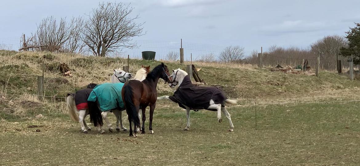 Dansk Varmblod Ups II (Uffe) billede 19