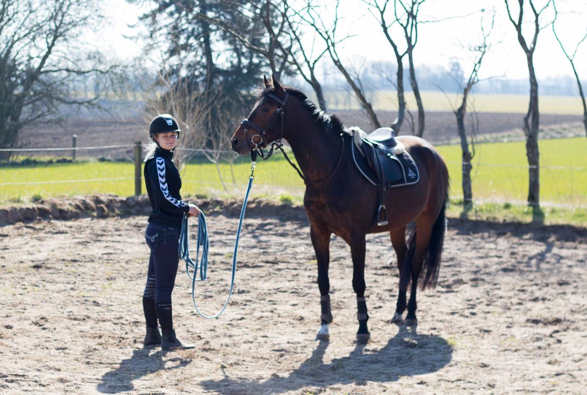 Dansk Varmblod Ups II (Uffe) billede 17