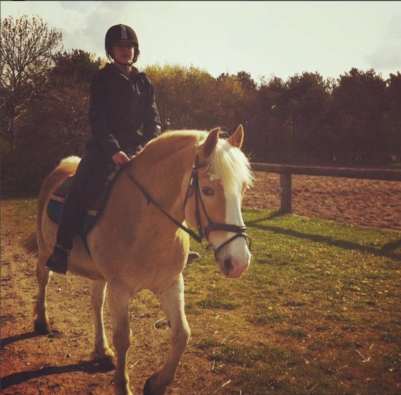 Haflinger Sander  billede 5