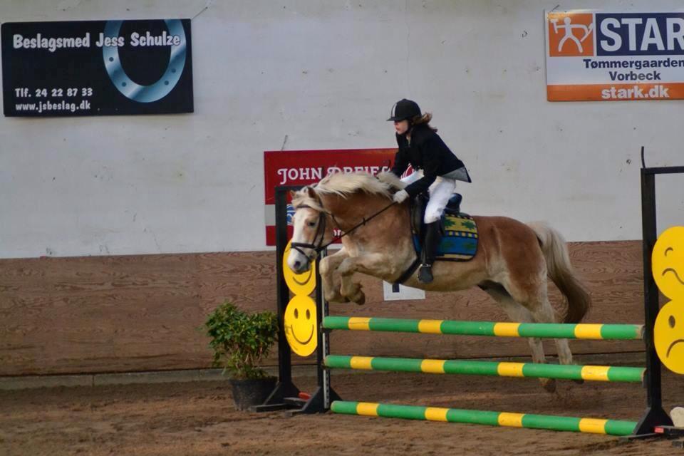 Haflinger Sander  billede 3