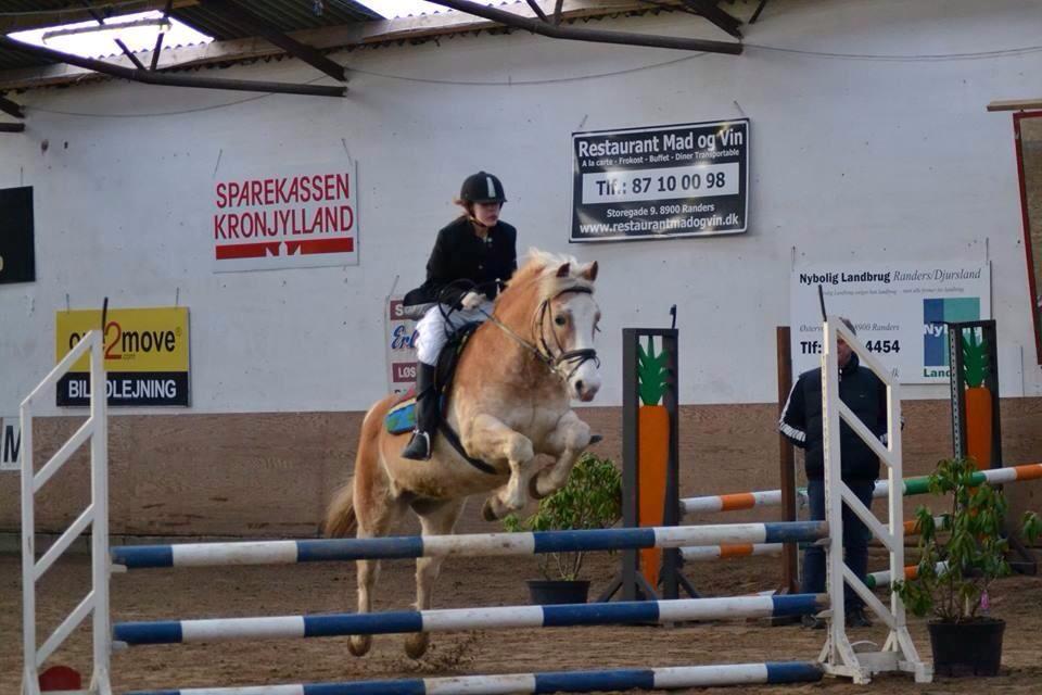 Haflinger Sander  billede 6