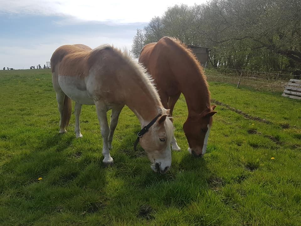Haflinger Sander  billede 12