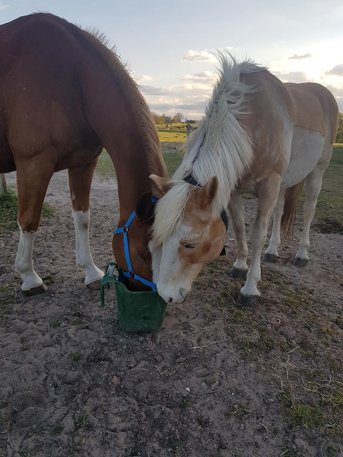 Haflinger Sander  billede 8