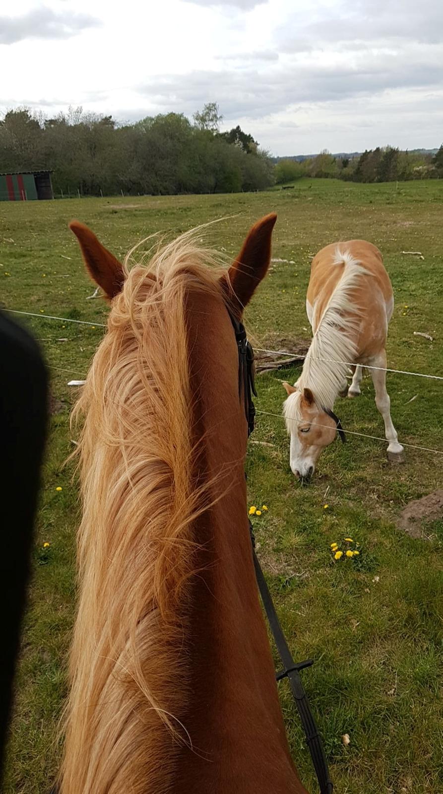 Haflinger Sander  billede 10