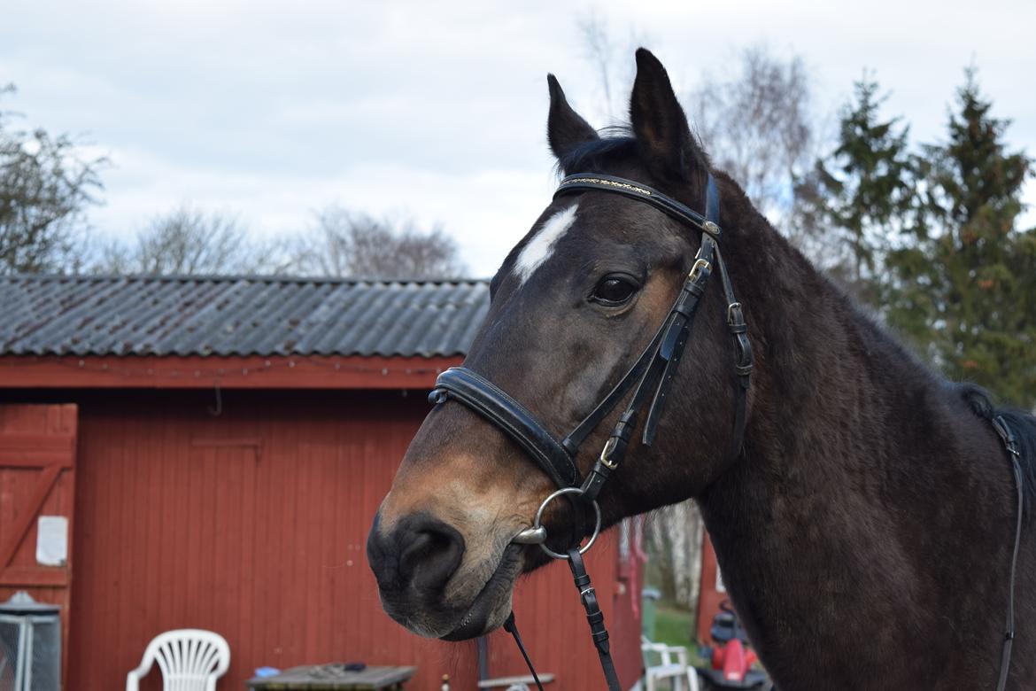 Dansk Varmblod Schelhase's Loke (Snøvsen) billede 1