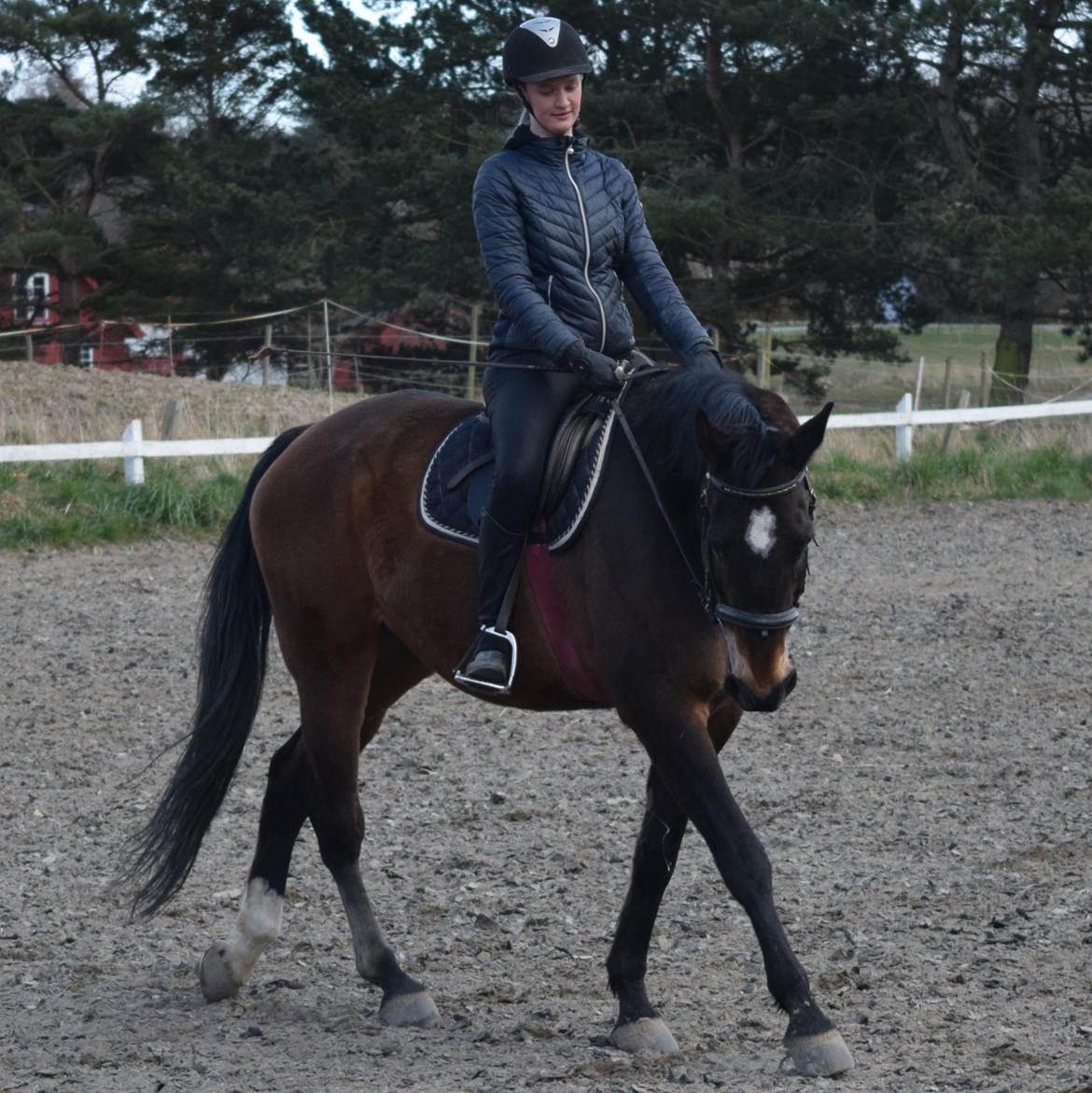 Dansk Varmblod Schelhase's Loke (Snøvsen) billede 2