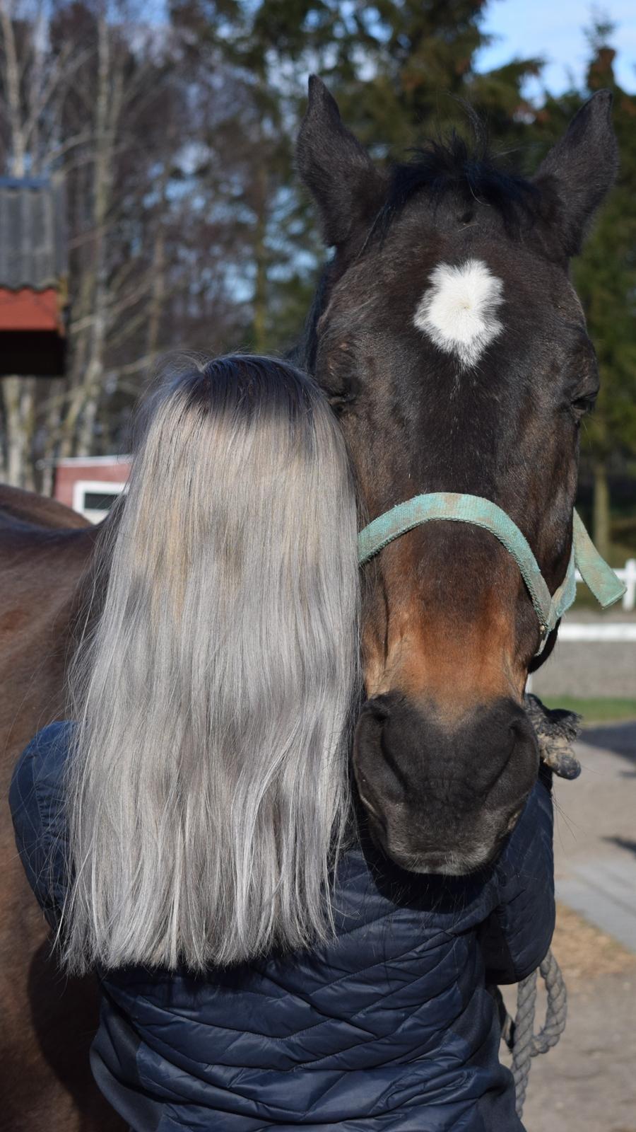 Dansk Varmblod Schelhase's Loke (Snøvsen) billede 3