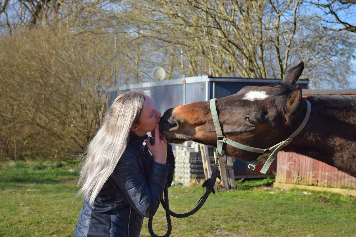 Dansk Varmblod Schelhase's Loke (Snøvsen) billede 4