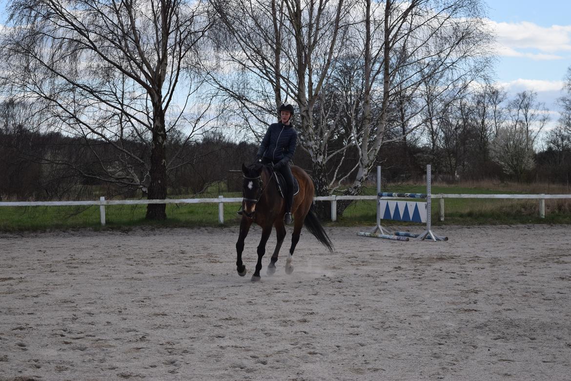 Dansk Varmblod Schelhase's Loke (Snøvsen) billede 5