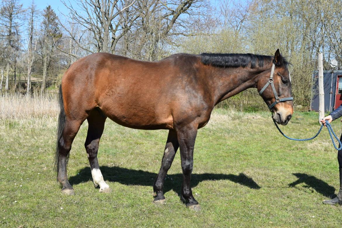 Dansk Varmblod Schelhase's Loke (Snøvsen) billede 6