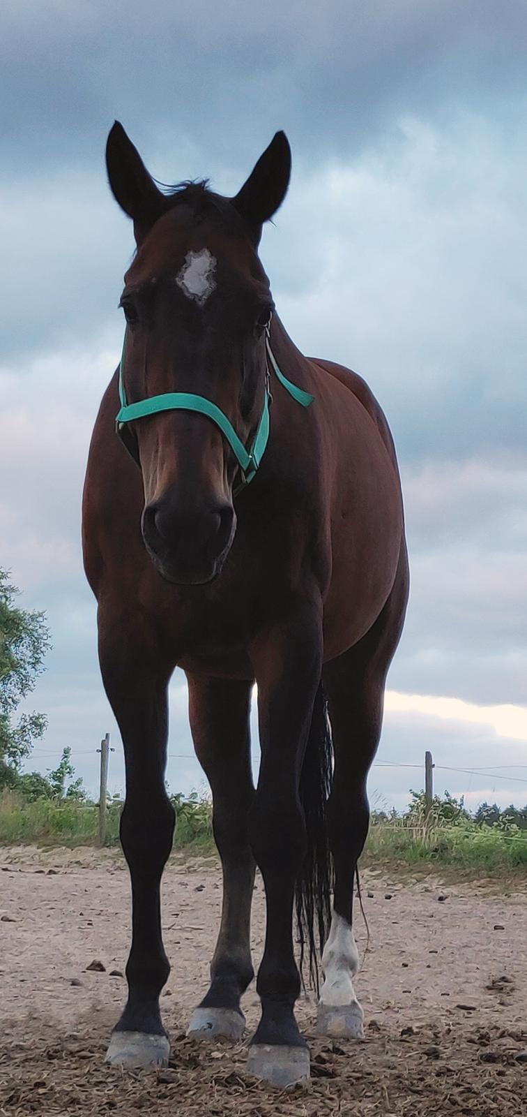 Dansk Varmblod Schelhase's Loke (Snøvsen) billede 7