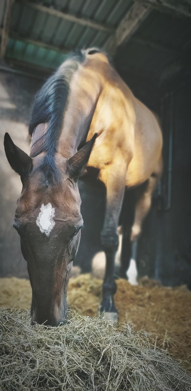 Dansk Varmblod Schelhase's Loke (Snøvsen) billede 9