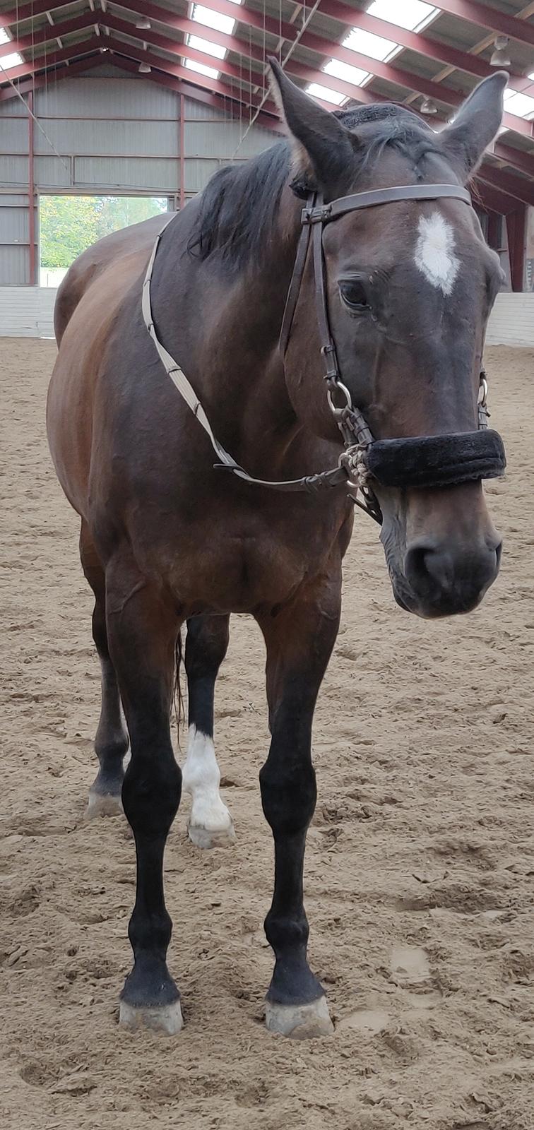 Dansk Varmblod Schelhase's Loke (Snøvsen) billede 10