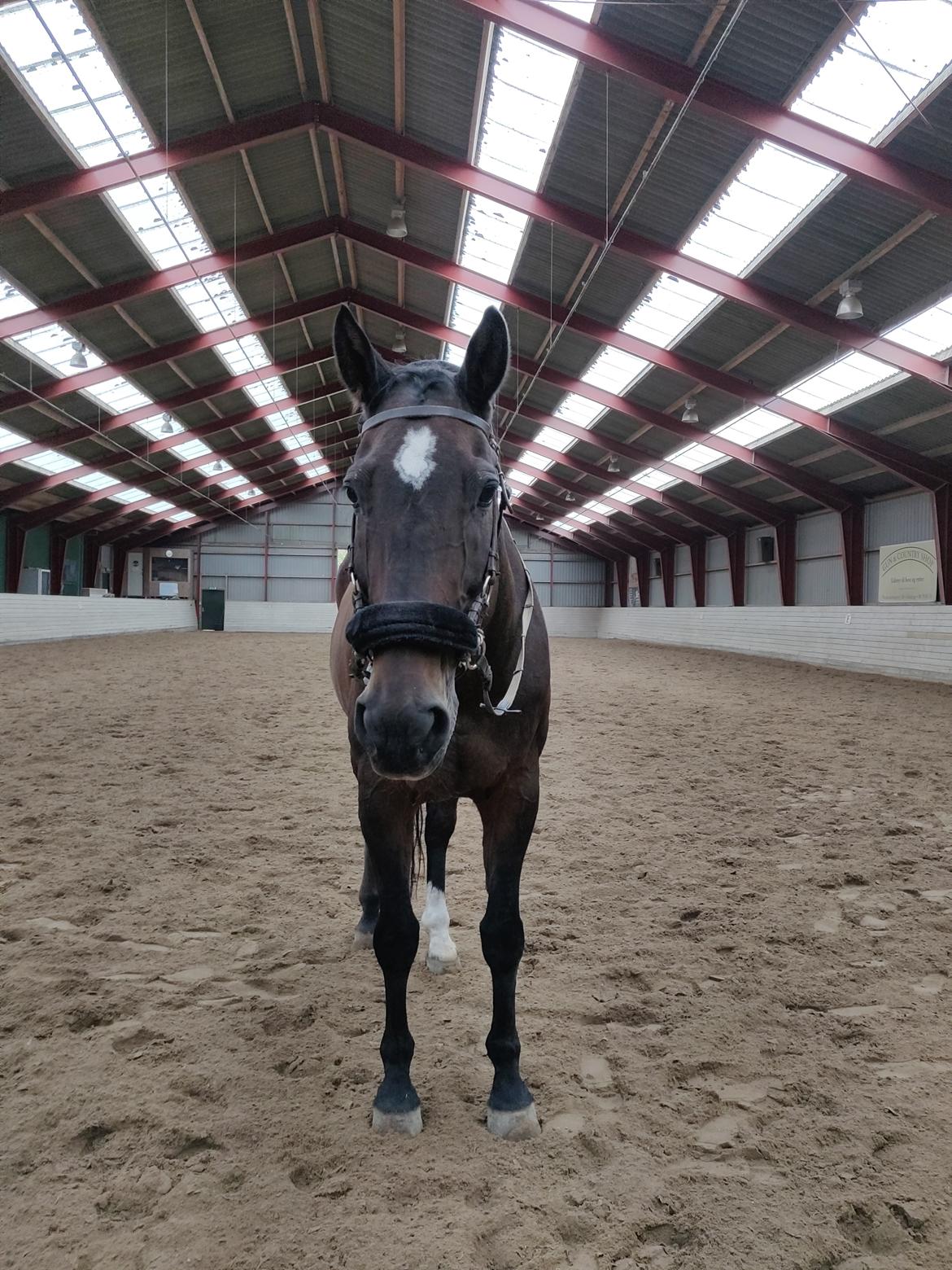 Dansk Varmblod Schelhase's Loke (Snøvsen) billede 11