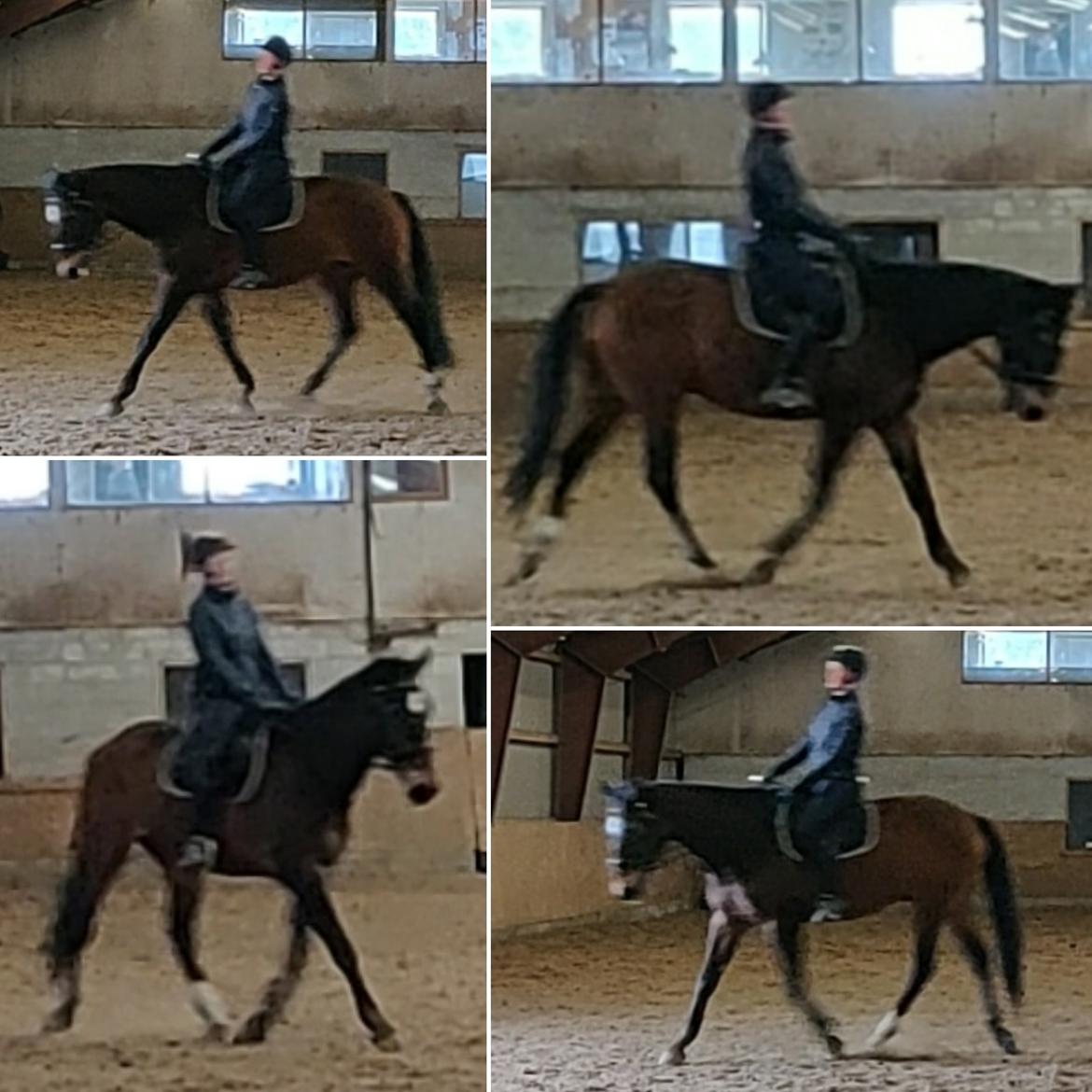 Dansk Varmblod Schelhase's Loke (Snøvsen) billede 12