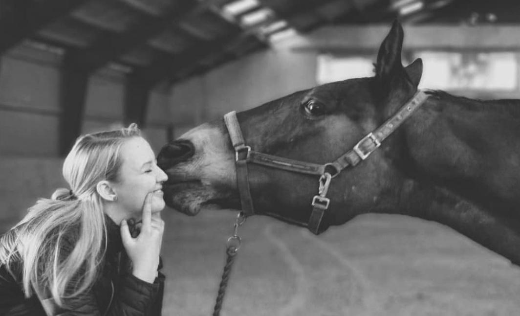 Dansk Varmblod Schelhase's Loke (Snøvsen) billede 14