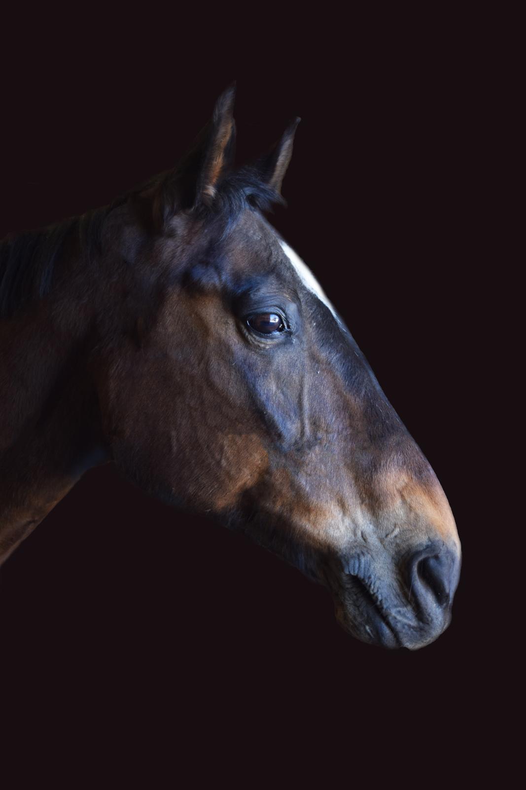 Dansk Varmblod Schelhase's Loke (Snøvsen) billede 13