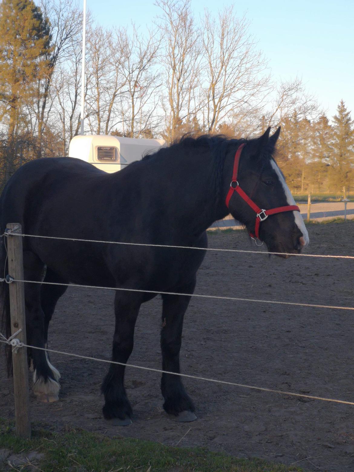 Irish Cob Playing Mustang Sally billede 1