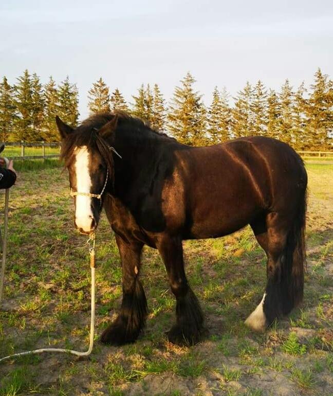 Irish Cob Playing Mustang Sally billede 3