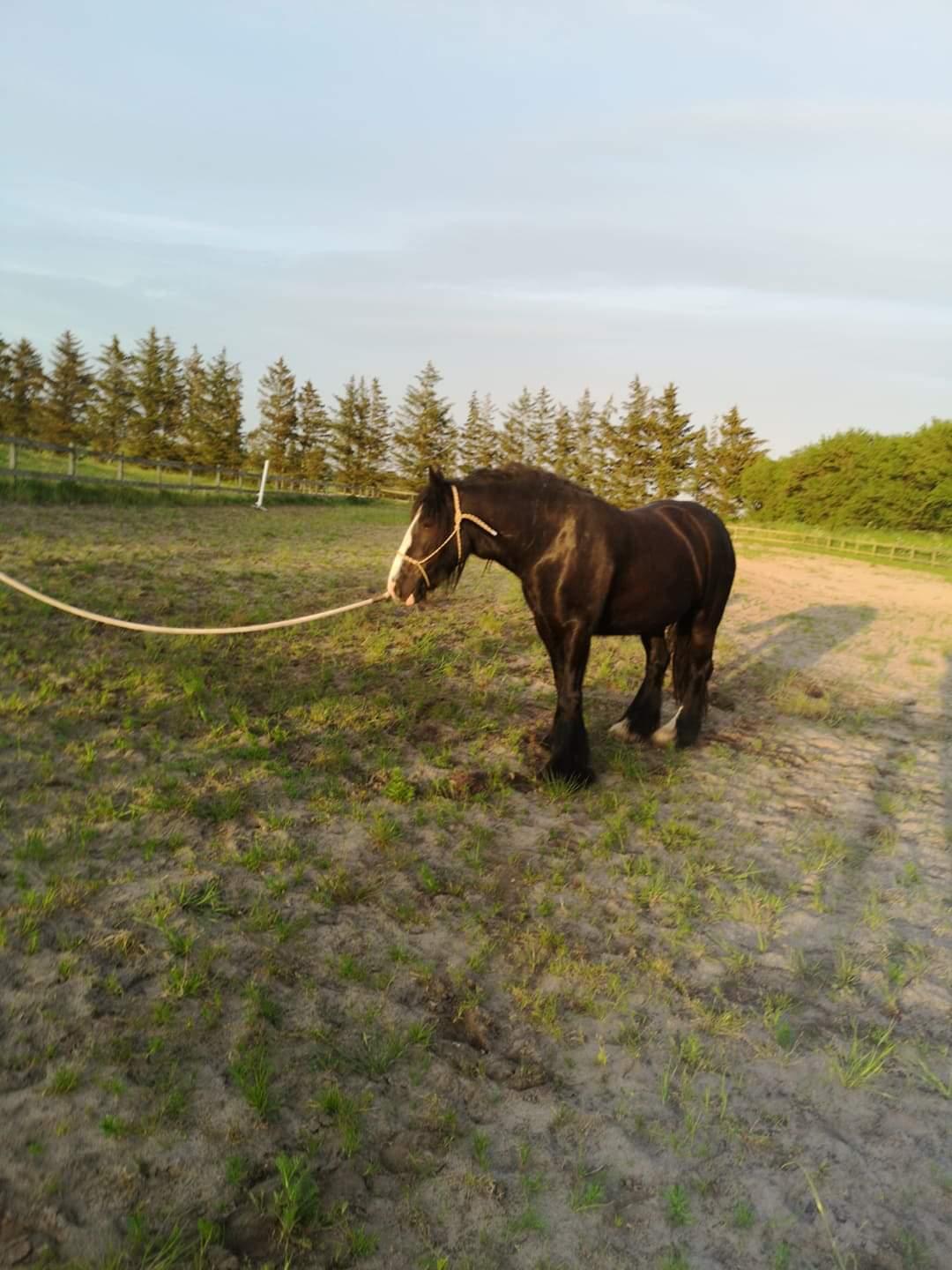Irish Cob Playing Mustang Sally billede 5