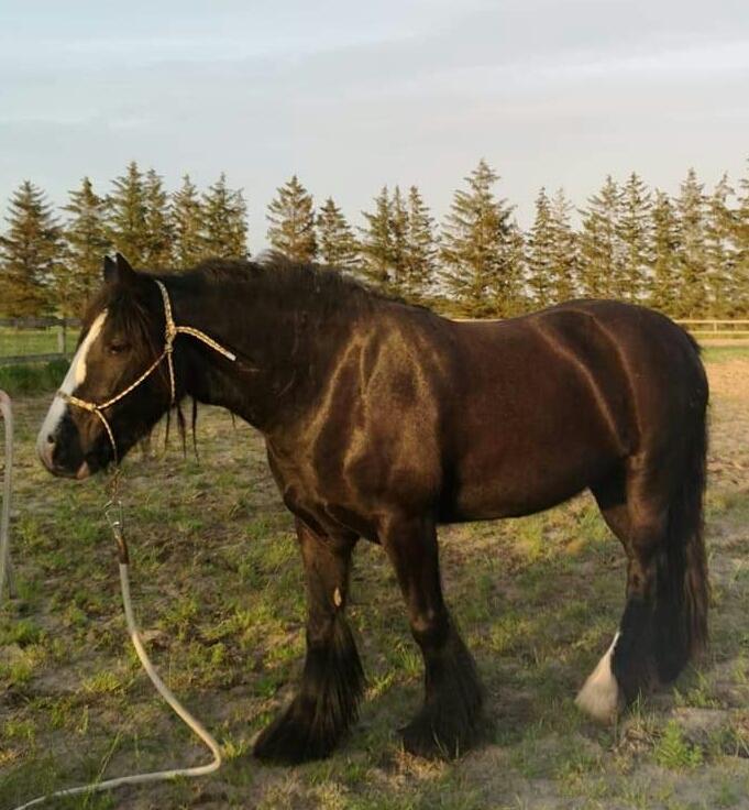 Irish Cob Playing Mustang Sally billede 2