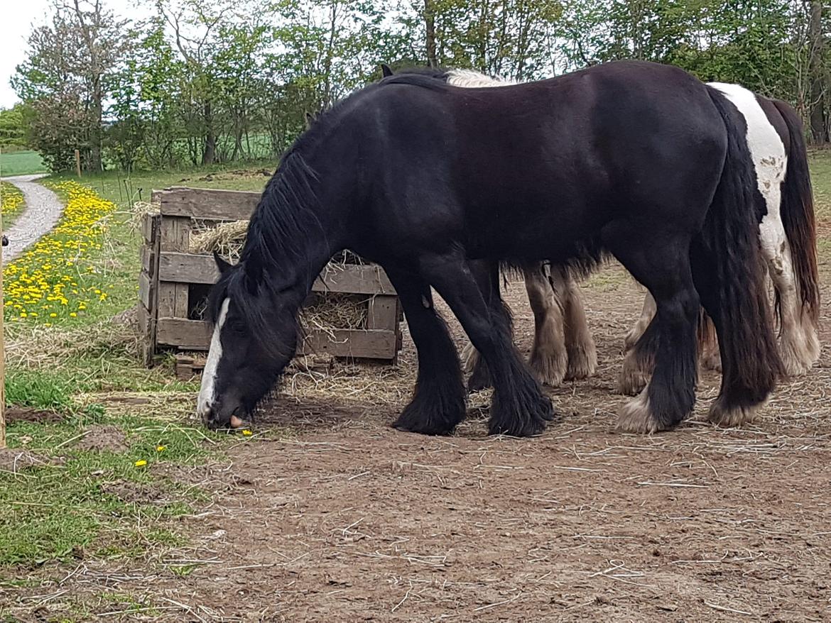 Irish Cob Playing Mustang Sally billede 6