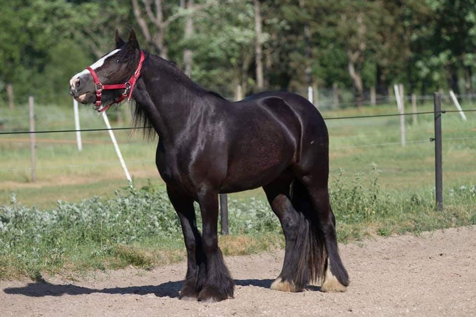 Irish Cob Playing Mustang Sally billede 8