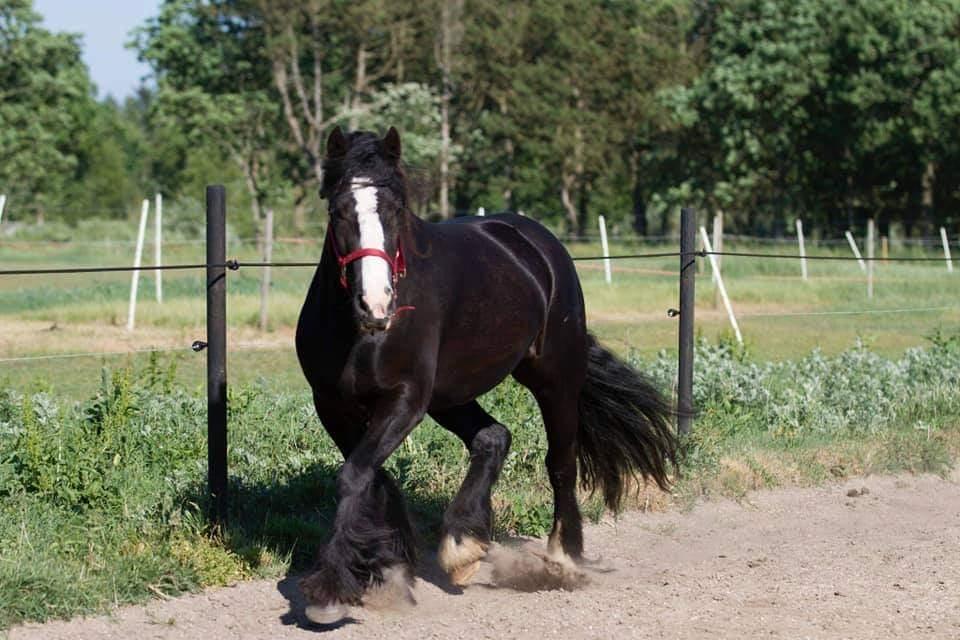 Irish Cob Playing Mustang Sally billede 9
