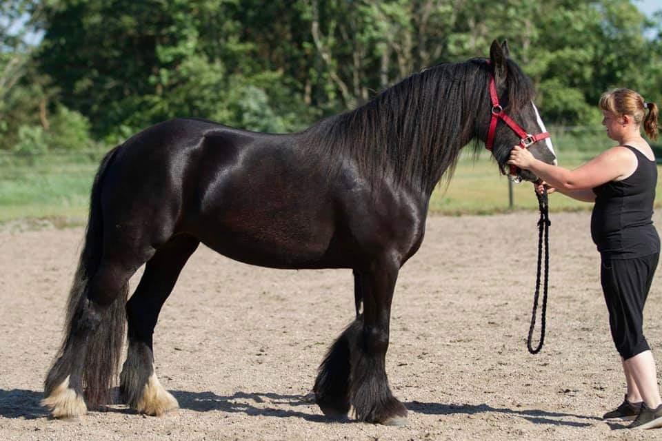 Irish Cob Playing Mustang Sally billede 7