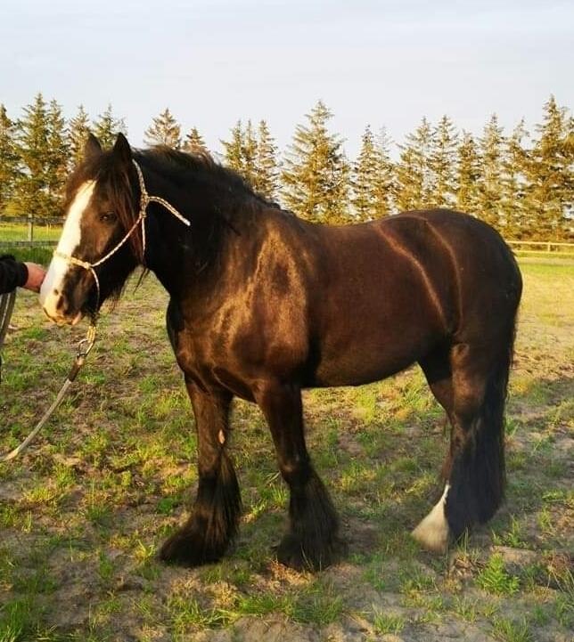 Irish Cob Playing Mustang Sally billede 4