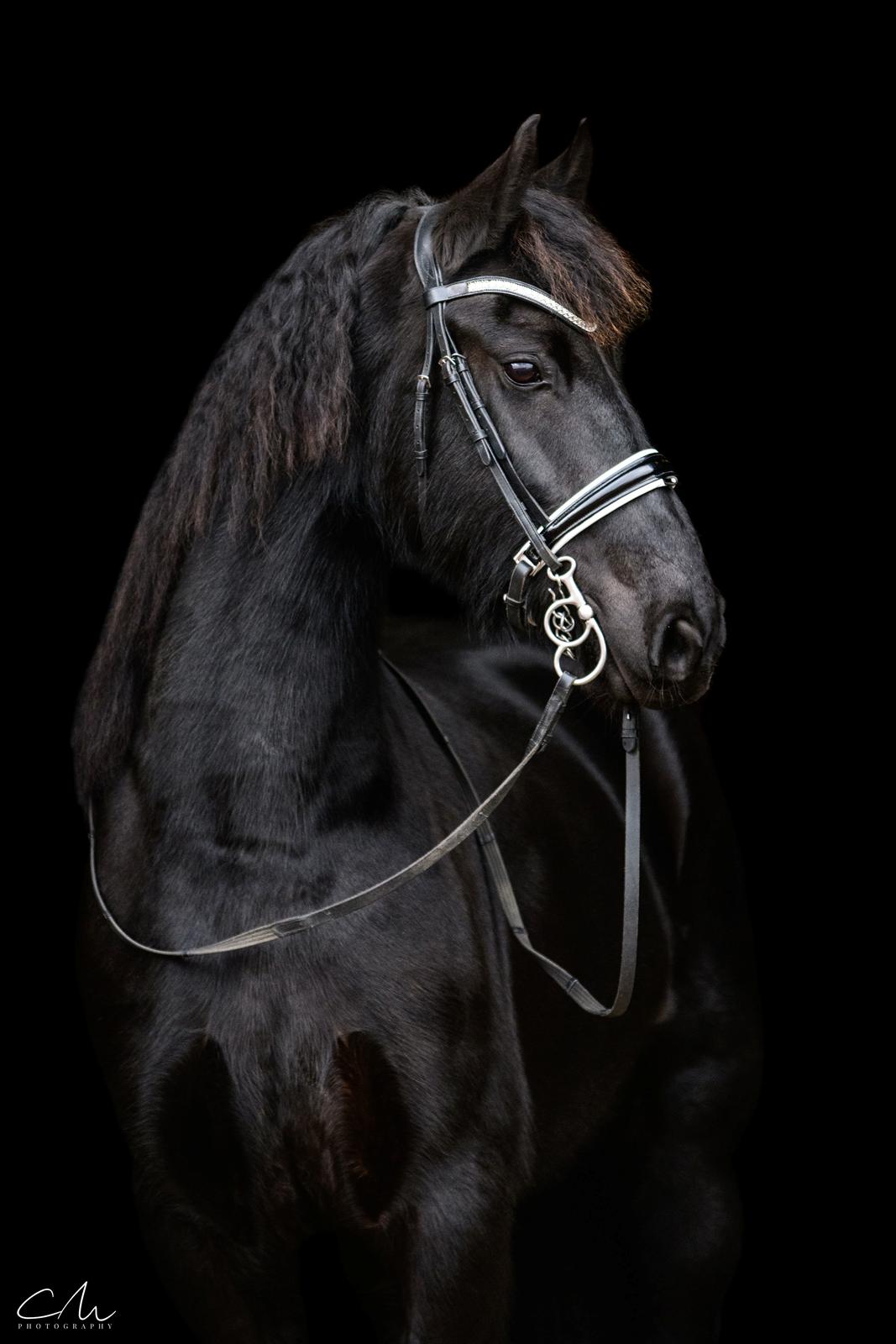 Frieser Stålkærgaards Fritz billede 1