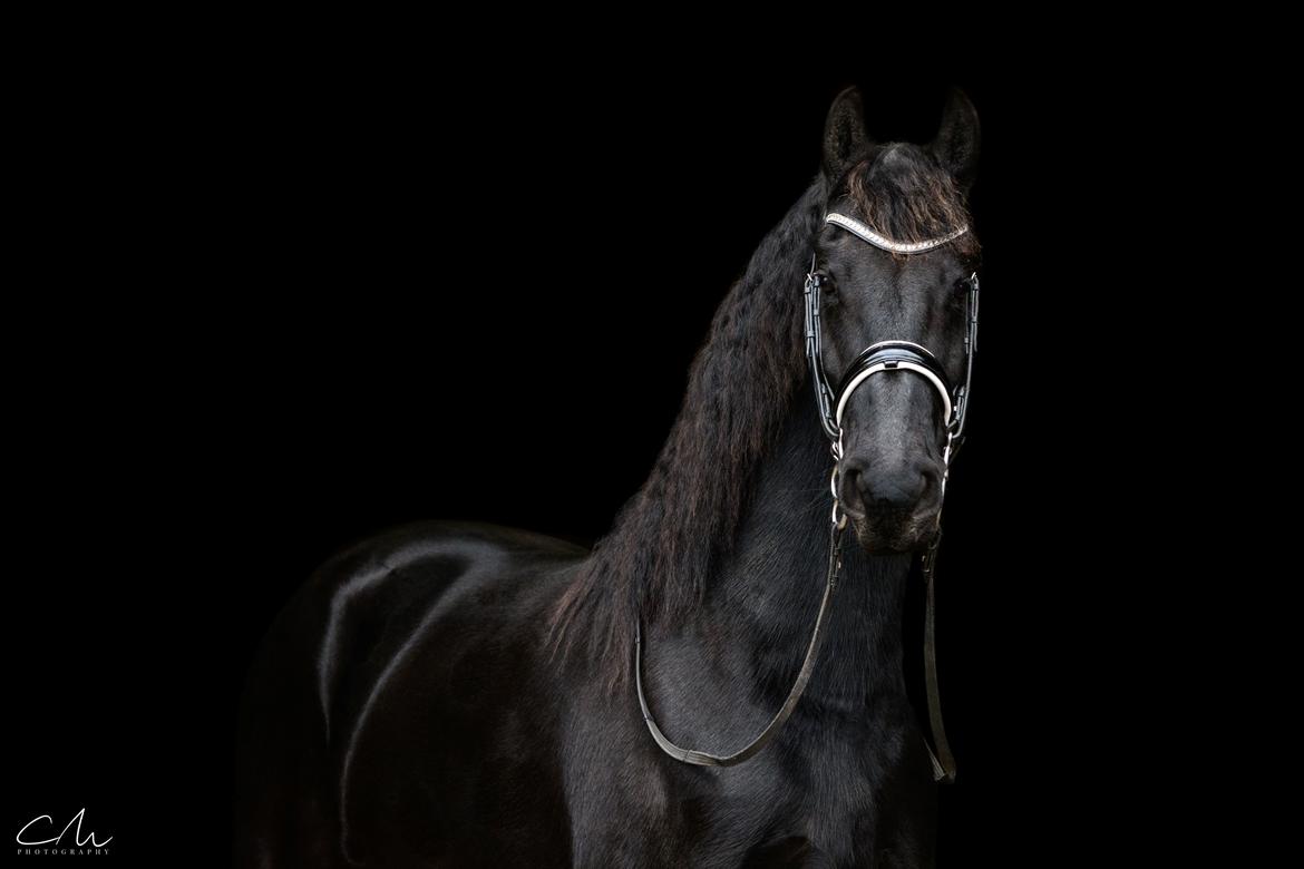 Frieser Stålkærgaards Fritz billede 2