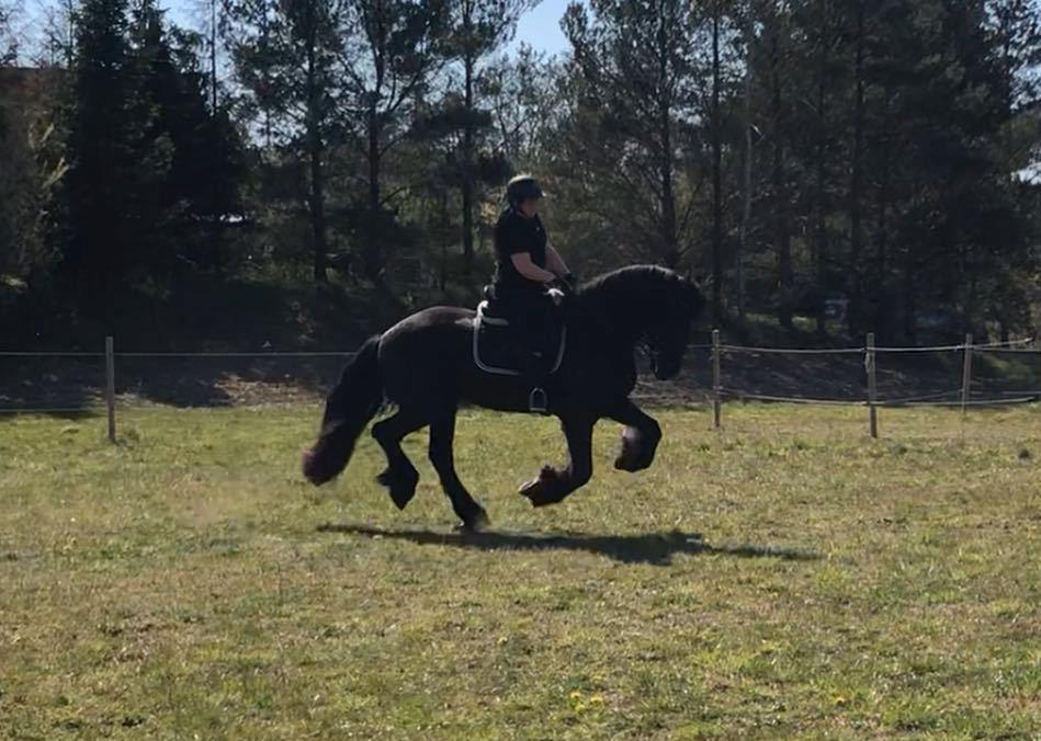 Frieser Stålkærgaards Fritz billede 19