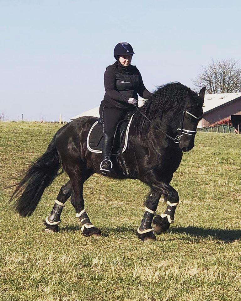 Frieser Stålkærgaards Fritz billede 6