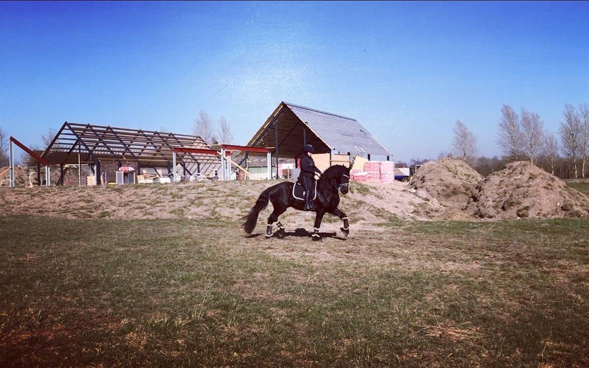 Frieser Stålkærgaards Fritz billede 12