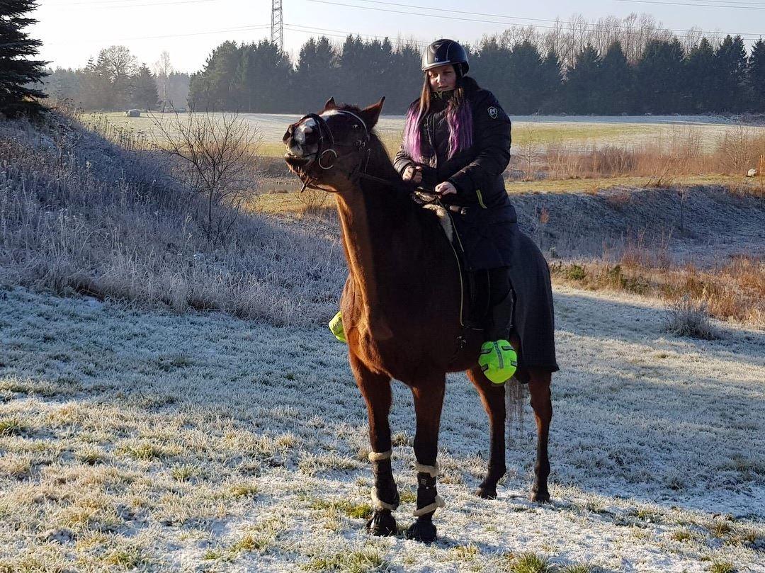 Fuldblod (XX) Flyin Dane (Fabian) billede 17