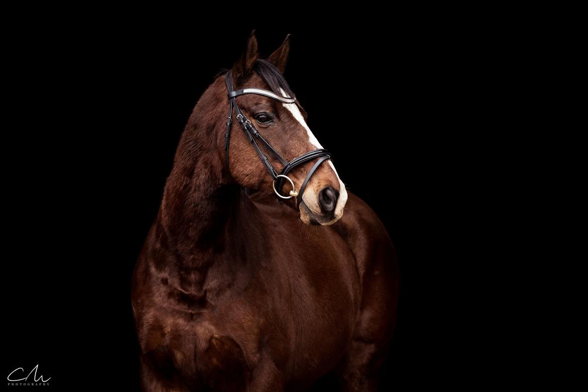 Fuldblod (XX) Flyin Dane (Fabian) billede 1