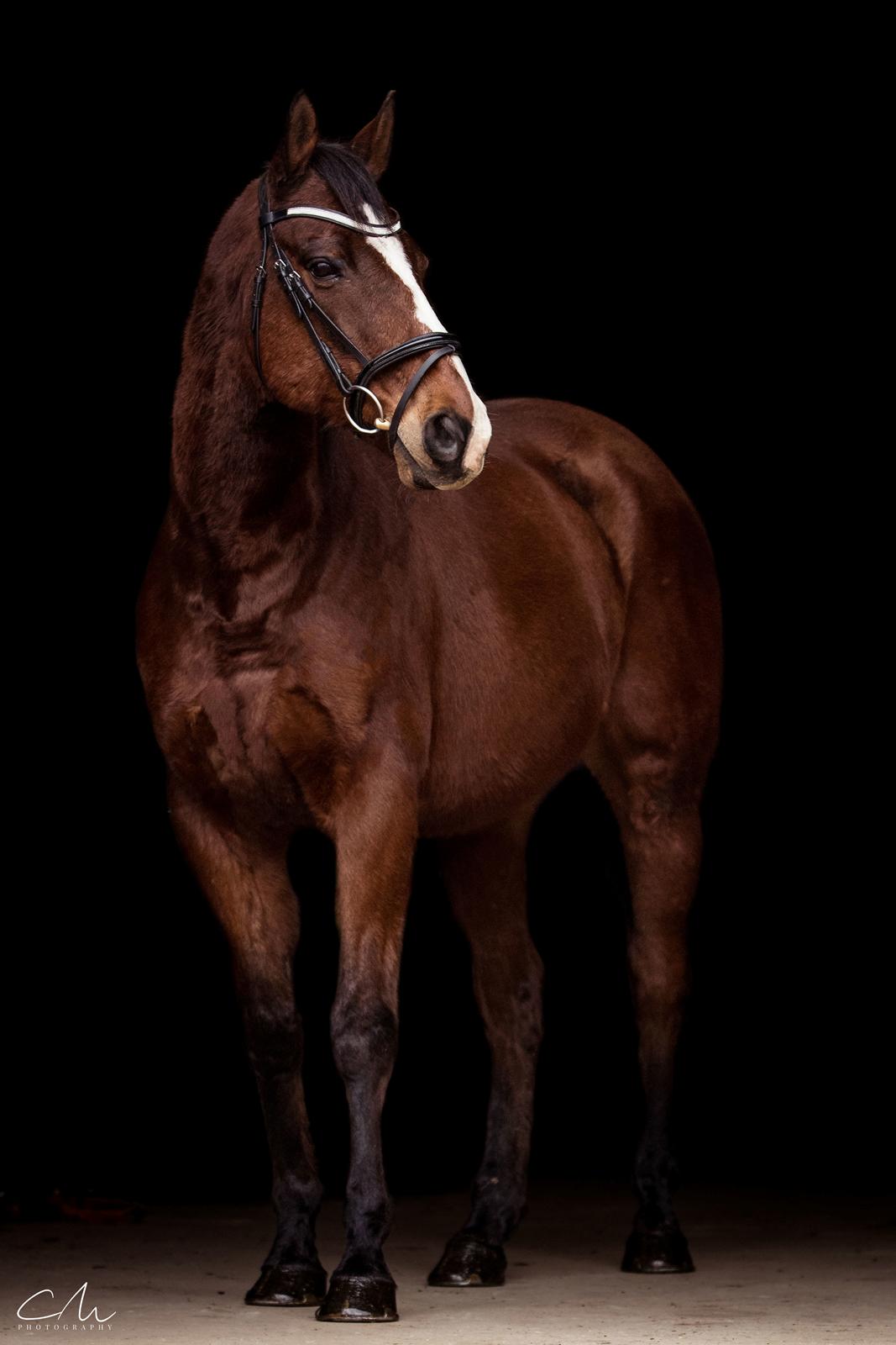 Fuldblod (XX) Flyin Dane (Fabian) billede 8