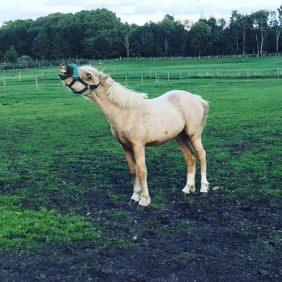 Welsh Partbred (Sec F) Høj's Obi Wan billede 6