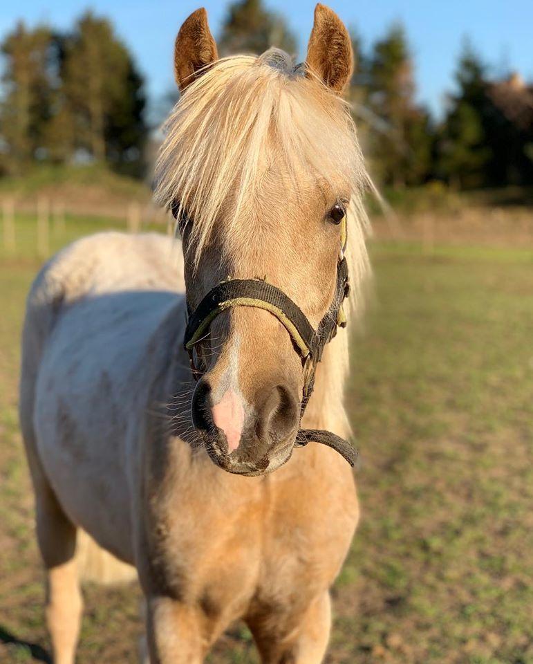 Welsh Partbred (Sec F) Høj's Obi Wan billede 9