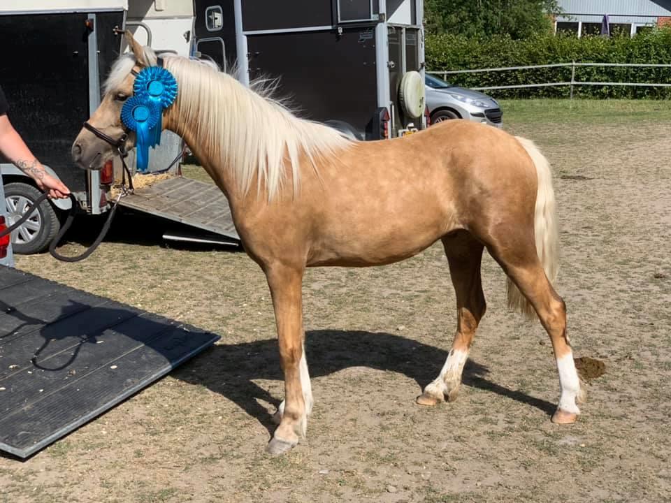 Welsh Partbred (Sec F) Høj's Obi Wan billede 10