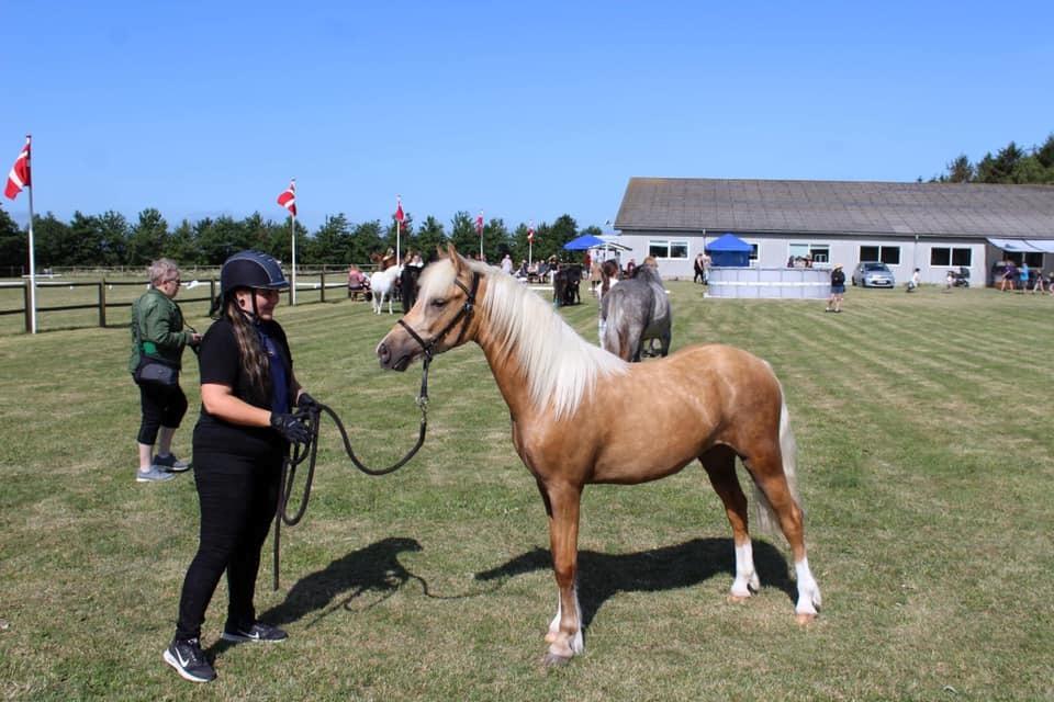 Welsh Partbred (Sec F) Høj's Obi Wan billede 5