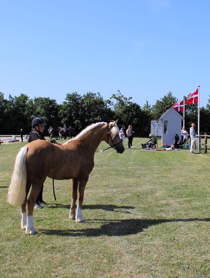 Welsh Partbred (Sec F) Høj's Obi Wan billede 3