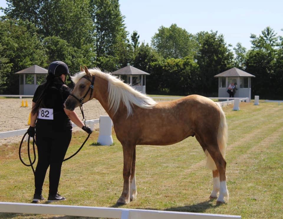 Welsh Partbred (Sec F) Høj's Obi Wan billede 8