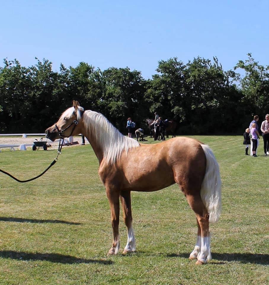 Welsh Partbred (Sec F) Høj's Obi Wan billede 4
