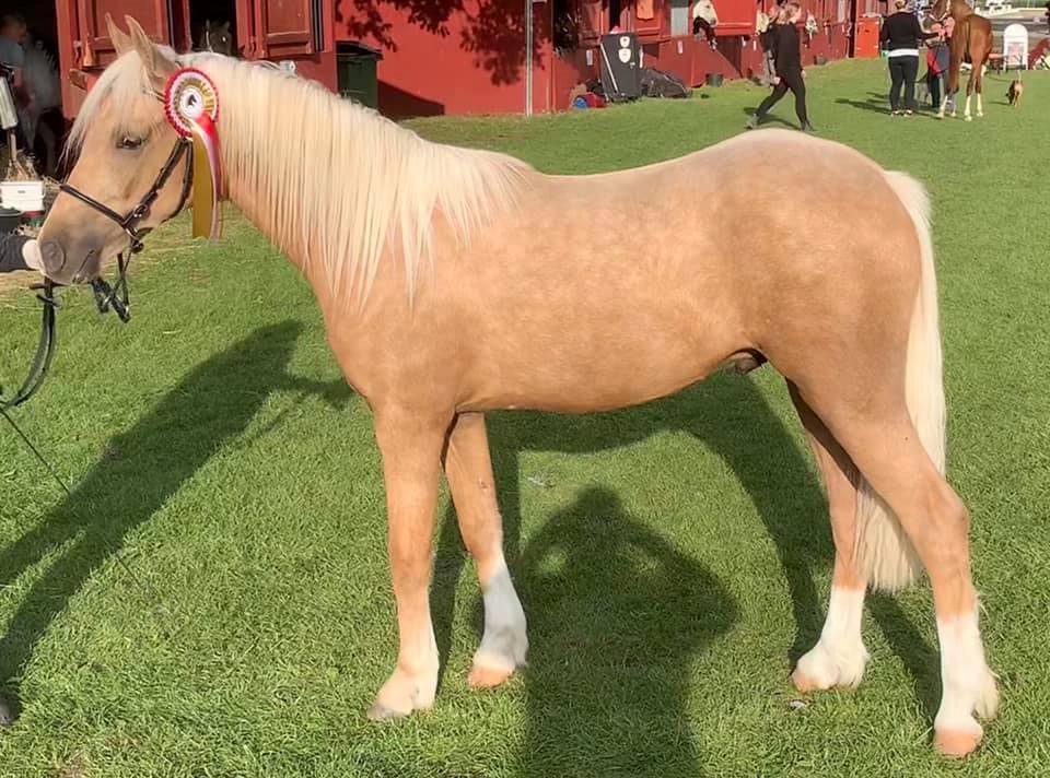 Welsh Partbred (Sec F) Høj's Obi Wan billede 11